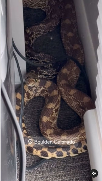 งูเข้าบ้าน