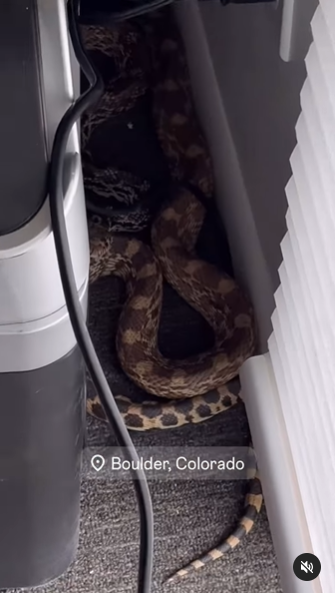 งูเข้าบ้าน