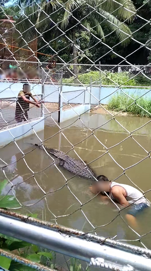ชายโดดลงกรงจระเข้ นั่งชิลนึกว่าของปลอม