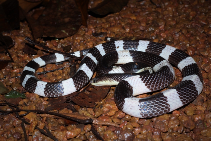 หนุ่มถูกงูทับสมิงคลากัด หมอบอกเคสไม่สำคัญ