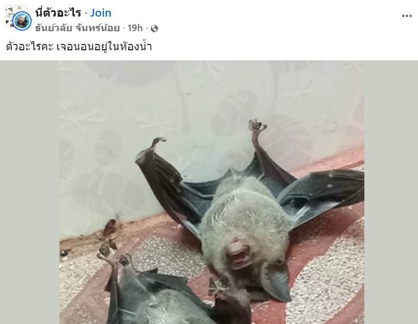 ค้างคาว