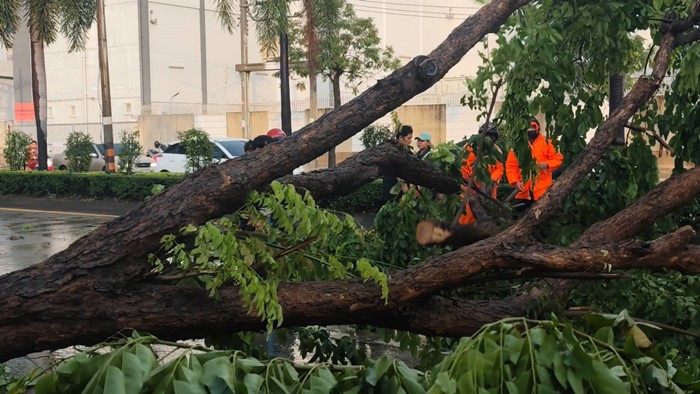  ฝนถล่มกรุงเทพฯ เช้ามืด ต้นไม้ล้ม เสาไฟโค่น รถพังเพียบ จราจรติดขัด