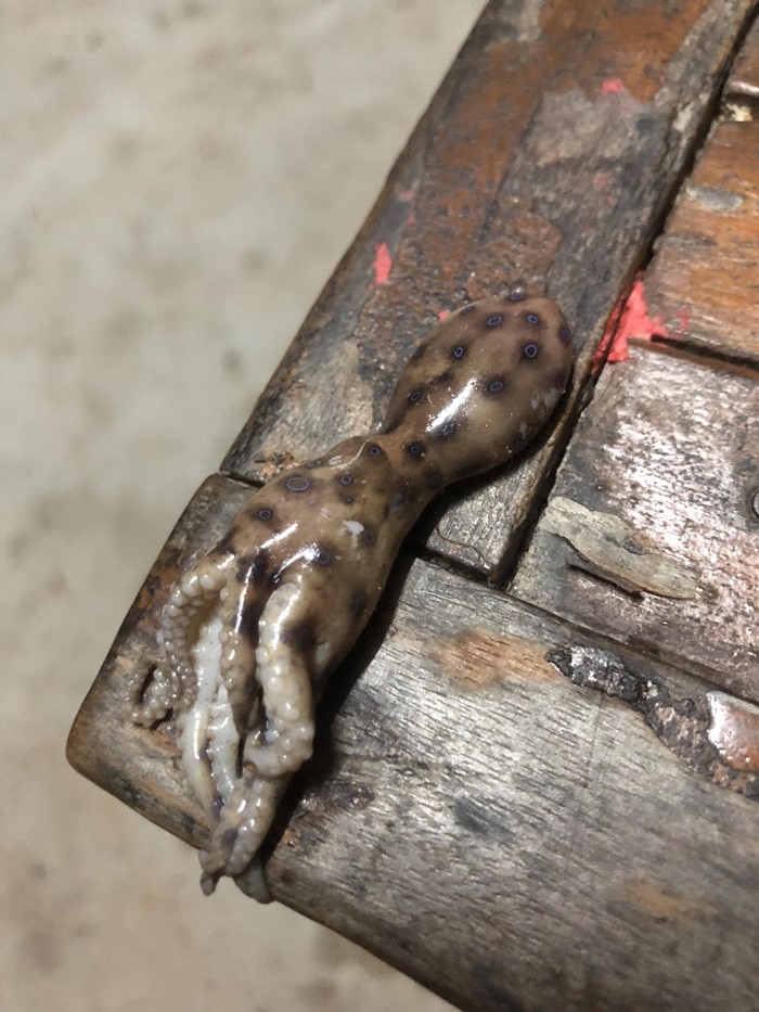 หมึกบลูริง