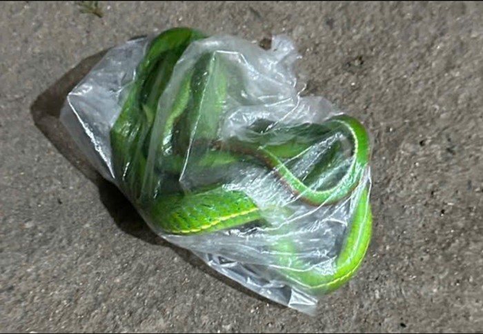  จับงูไปโรงพยาบาล