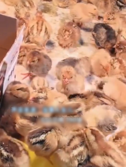 สั่งของออนไลน์ 