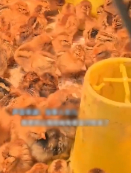 สั่งของออนไลน์ 