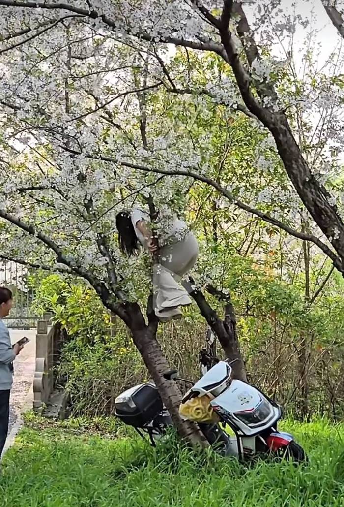 ปีนต้นซากุระถ่ายรูป หักโค่นถึงราก