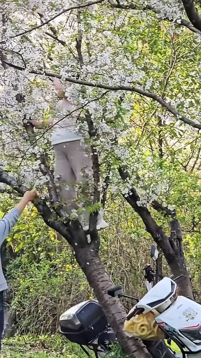 ปีนต้นซากุระถ่ายรูป หักโค่นถึงราก