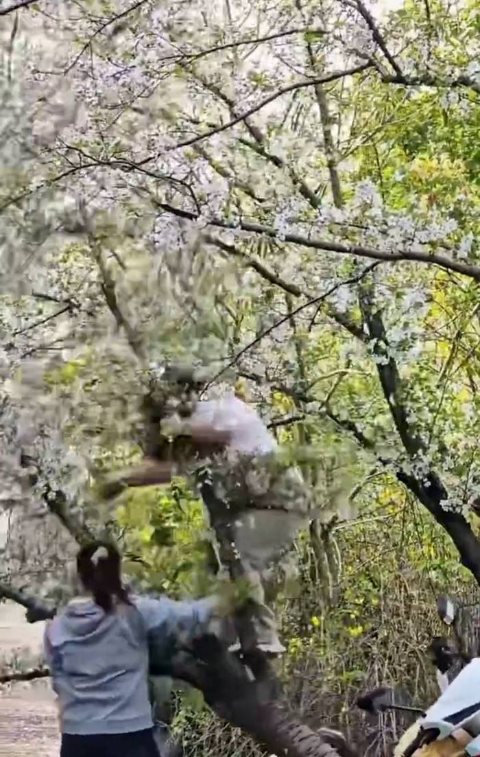 ปีนต้นซากุระถ่ายรูป หักโค่นถึงราก