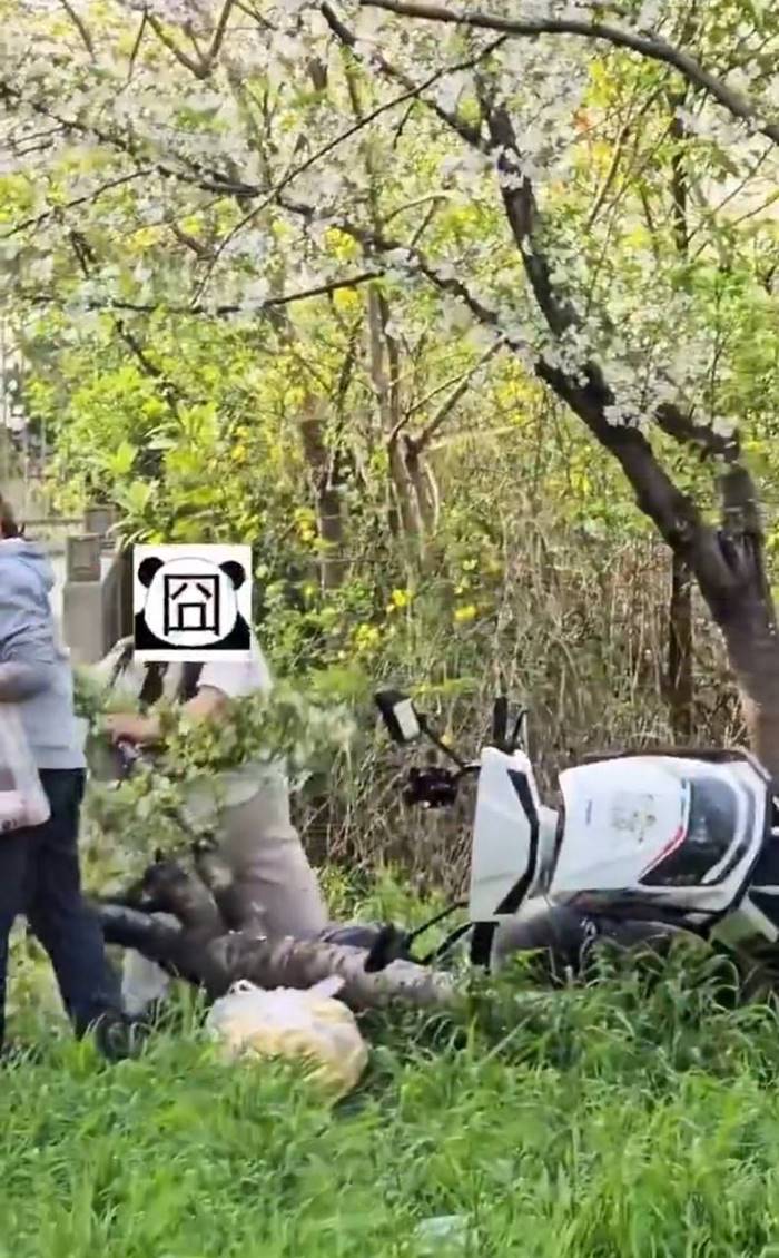 ปีนต้นซากุระถ่ายรูป หักโค่นถึงราก