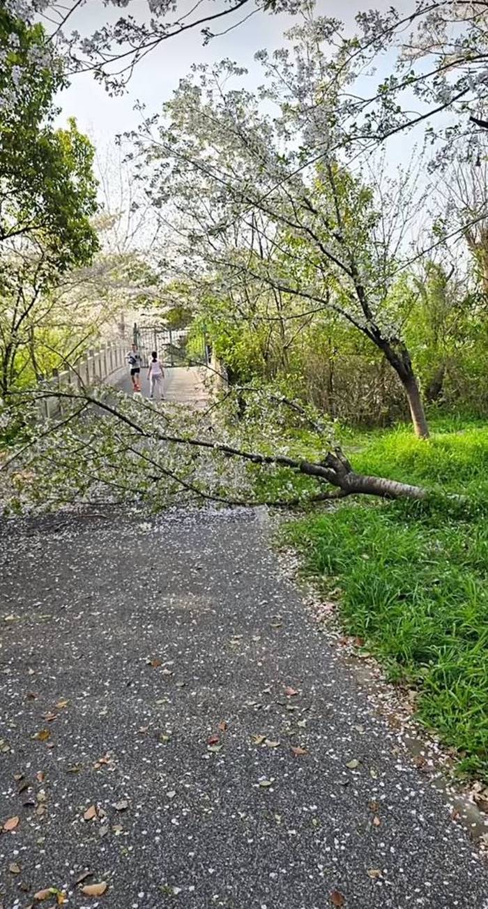 ปีนต้นซากุระถ่ายรูป หักโค่นถึงราก
