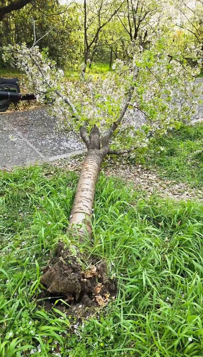 ปีนต้นซากุระถ่ายรูป หักโค่นถึงราก