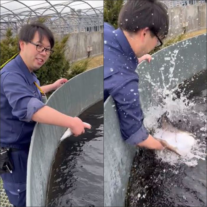 ปลางับแขน