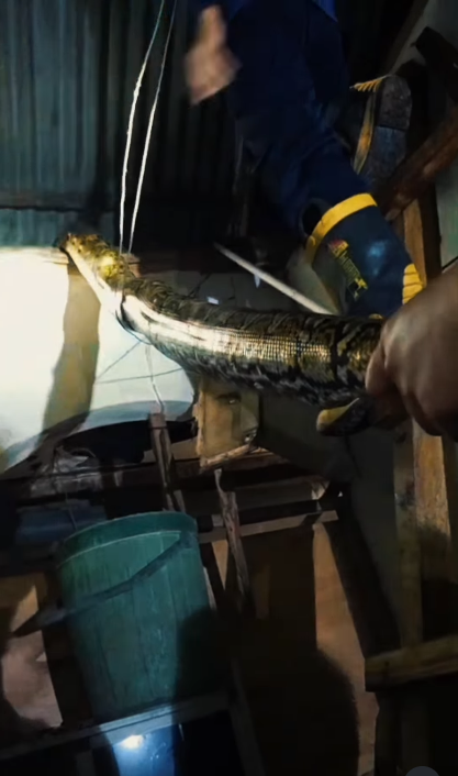 งูเข้าบ้าน