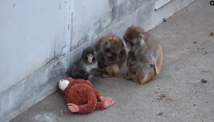 ลูกลิงหิมะสุดโดดเดี่ยว