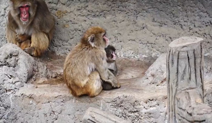 ลูกลิงหิมะสุดโดดเดี่ยว