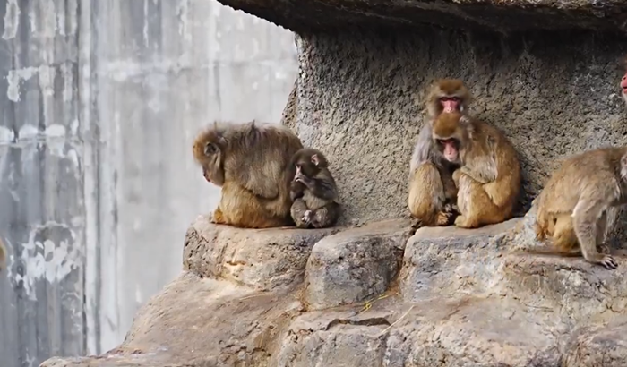 ลูกลิงหิมะสุดโดดเดี่ยว