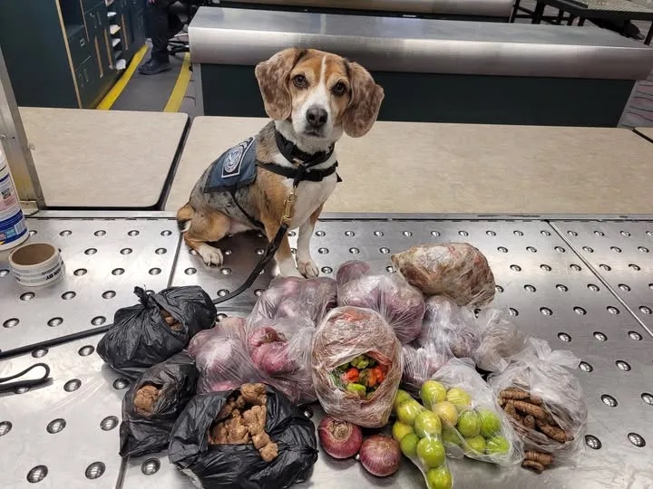 K9 เมอร์ลา 