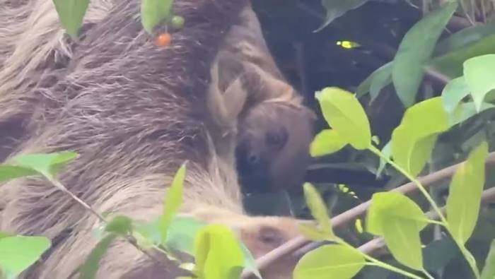  ลูกสลอธ สวนสัตว์เปิดเขาเขียว