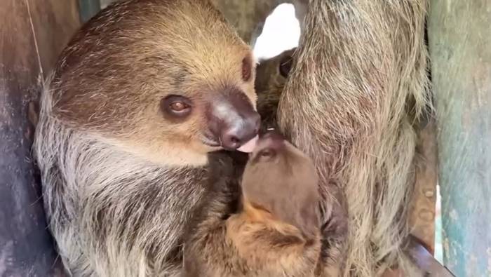  ลูกสลอธ สวนสัตว์เปิดเขาเขียว