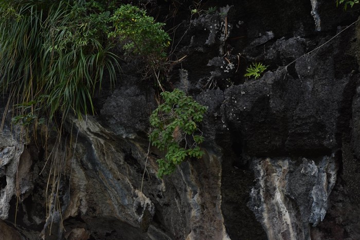 130 ปีที่รอคอย กรมอุทยานฯ พบ หูเสือใบขน พรรณไม้หายากระดับโลกในไทย
