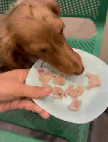 ให้หมากินในร้าน ยื่นจานให้โซ้ย 