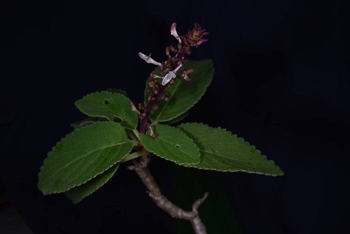 130 ปีที่รอคอย กรมอุทยานฯ พบ หูเสือใบขน พรรณไม้หายากระดับโลกในไทย