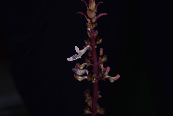 130 ปีที่รอคอย กรมอุทยานฯ พบ หูเสือใบขน พรรณไม้หายากระดับโลกในไทย