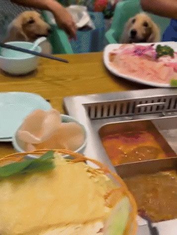 ให้หมากินในร้าน ยื่นจานให้โซ้ย 