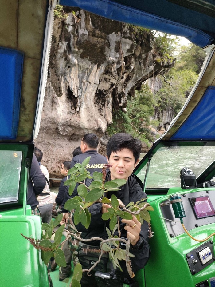 130 ปีที่รอคอย กรมอุทยานฯ พบ หูเสือใบขน พรรณไม้หายากระดับโลกในไทย