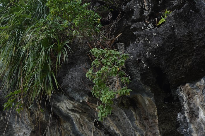 130 ปีที่รอคอย กรมอุทยานฯ พบ หูเสือใบขน พรรณไม้หายากระดับโลกในไทย