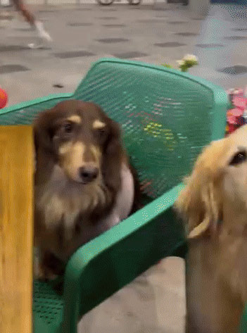 ให้หมากินในร้าน ยื่นจานให้โซ้ย 