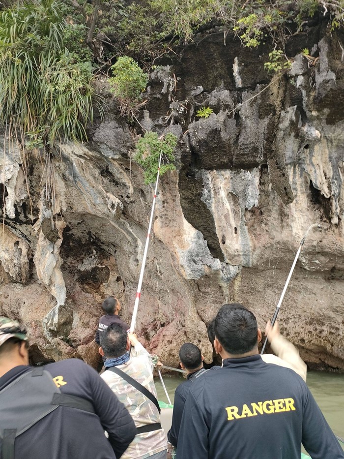 130 ปีที่รอคอย กรมอุทยานฯ พบ หูเสือใบขน พรรณไม้หายากระดับโลกในไทย