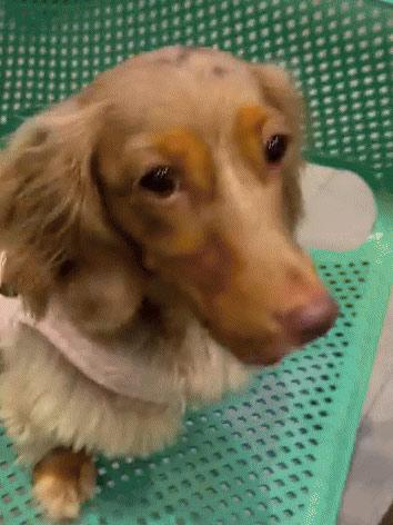 ให้หมากินในร้าน ยื่นจานให้โซ้ย 