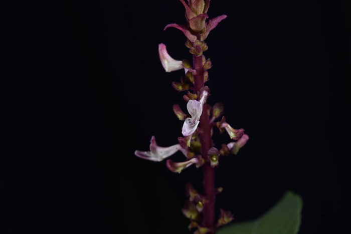 130 ปีที่รอคอย กรมอุทยานฯ พบ หูเสือใบขน พรรณไม้หายากระดับโลกในไทย