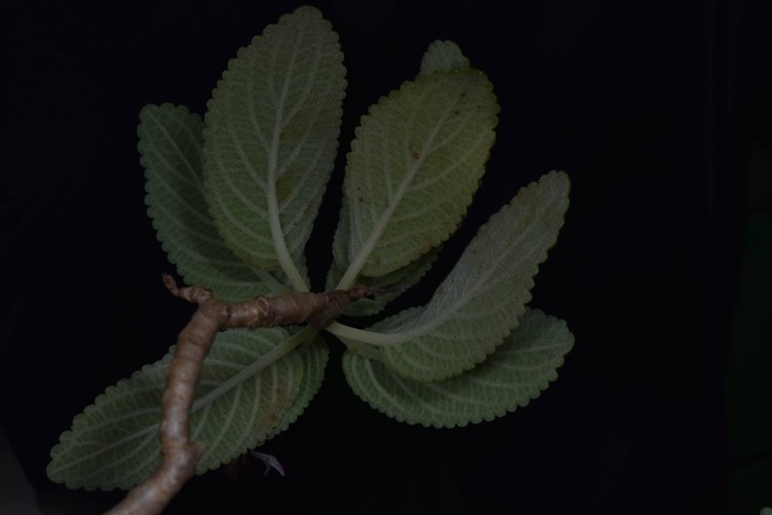 130 ปีที่รอคอย กรมอุทยานฯ พบ หูเสือใบขน พรรณไม้หายากระดับโลกในไทย