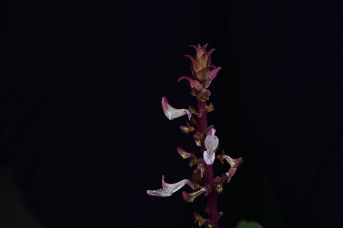 130 ปีที่รอคอย กรมอุทยานฯ พบ หูเสือใบขน พรรณไม้หายากระดับโลกในไทย