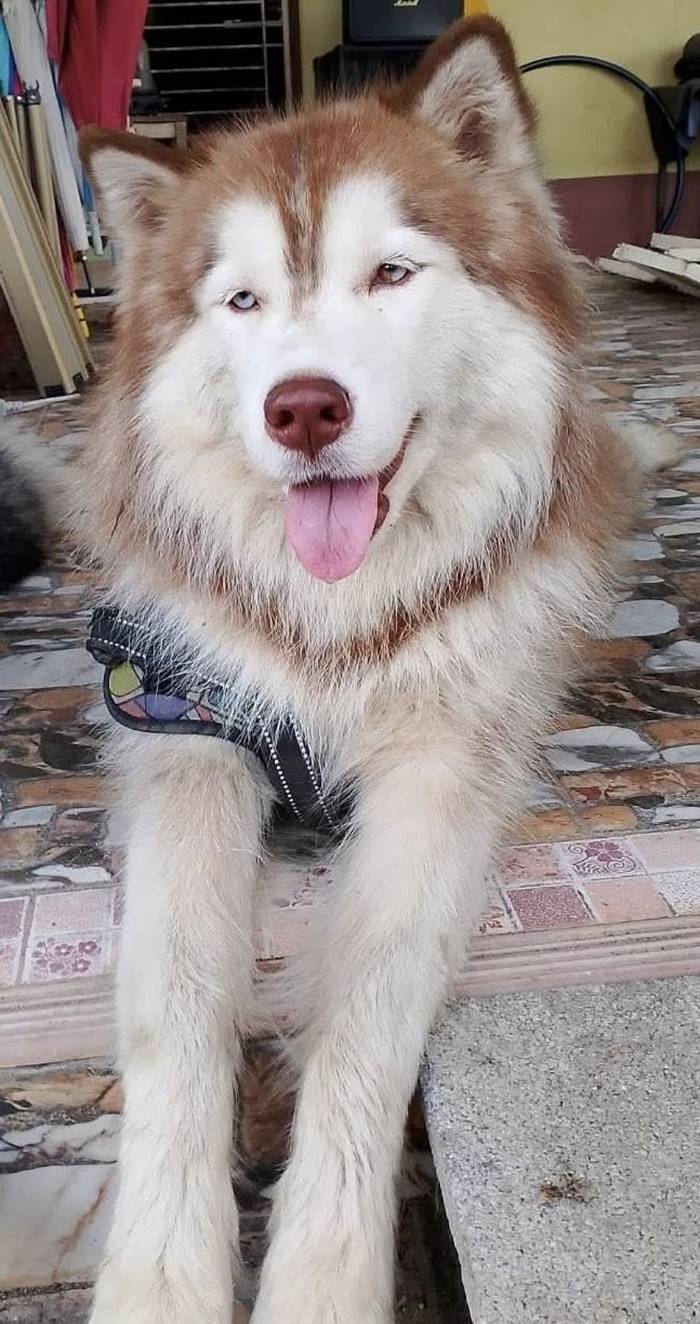 มอลลี่ กลับดาวหมาแล้ว  