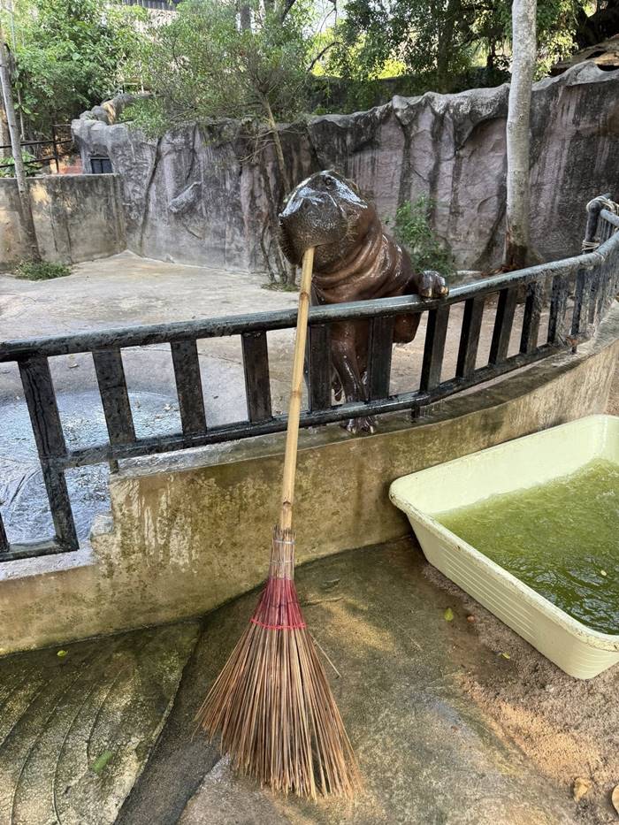 คนกระโดดลงบ่อหมูเด้ง