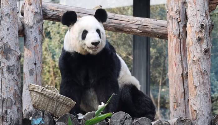 ภาพล่าสุด หยาหยา แพนด้ายักษ์ผอมโซ