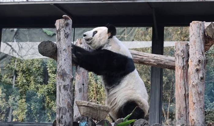 ภาพล่าสุด หยาหยา แพนด้ายักษ์ผอมโซ