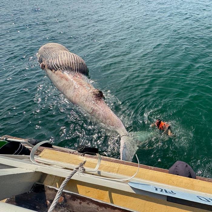 สลด ซากวาฬบรูด้า ลอยตาย