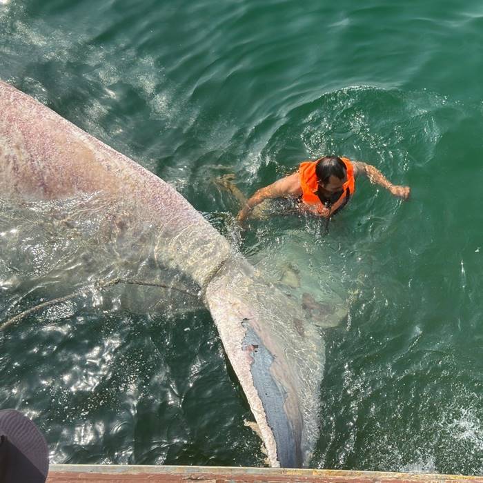 สลด ซากวาฬบรูด้า ลอยตาย