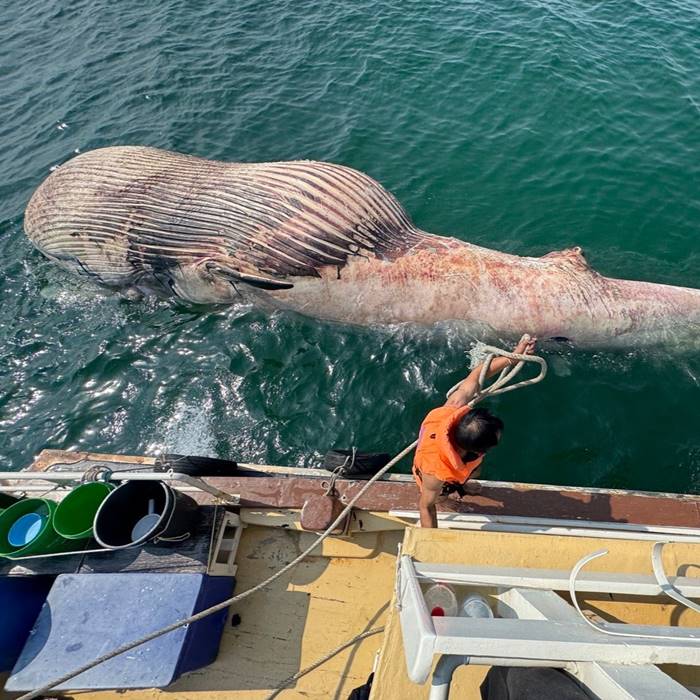 สลด ซากวาฬบรูด้า ลอยตาย