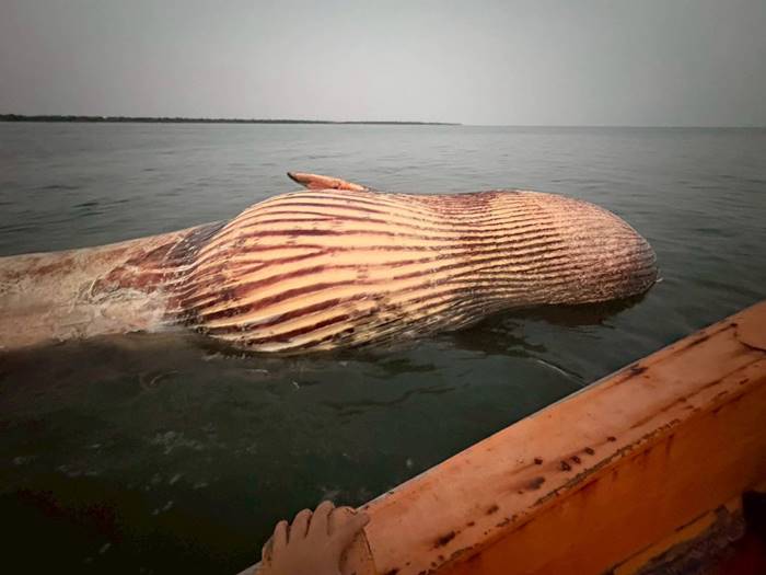 สลด ซากวาฬบรูด้า ลอยตาย