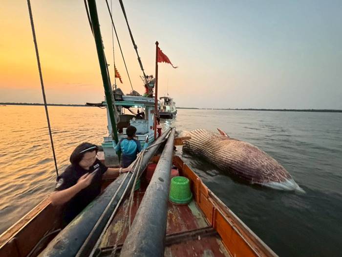 สลด ซากวาฬบรูด้า ลอยตาย