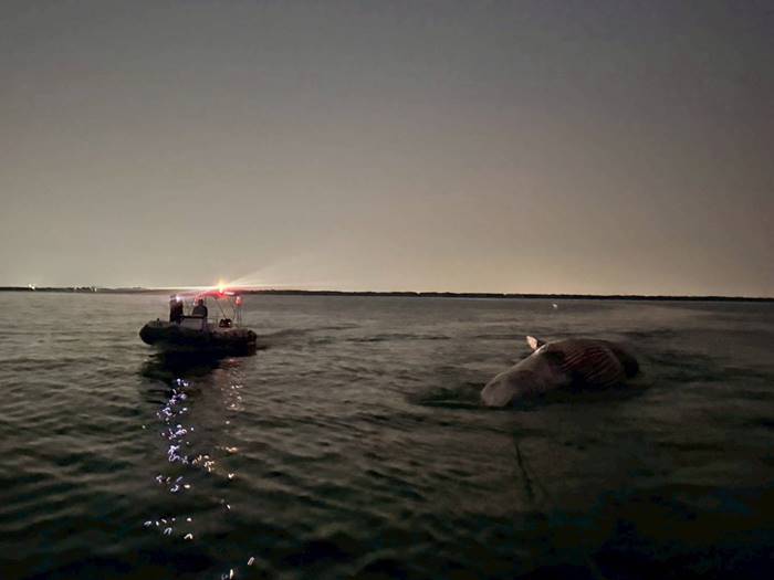 สลด ซากวาฬบรูด้า ลอยตาย