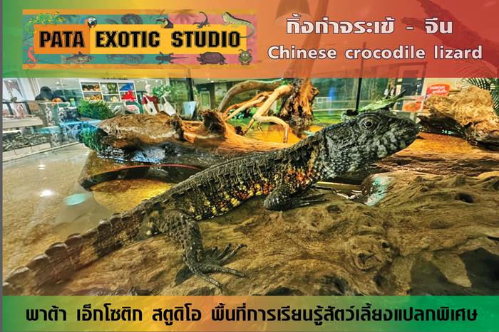 ขโมยสัตว์