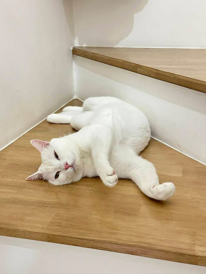  ไข่ขาวลูกแมร๊