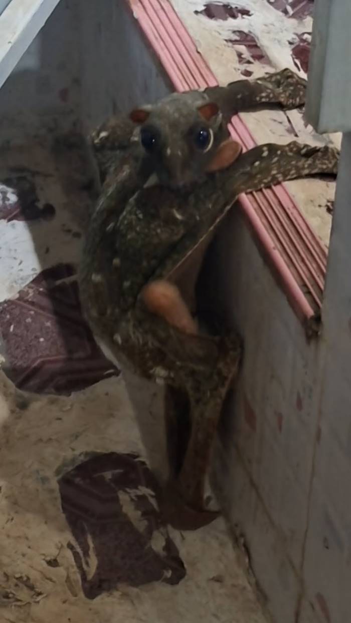 ตัวอะไร เข้าบ้าน !?  